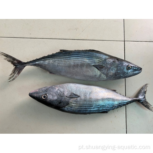Nova chegada de atum marítimo de atum sarda bonito listrado